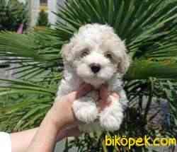 A Kalite MALTİPOO Yavrularımız Sizlerle 1