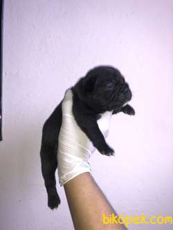 A Kalite Merle Ve Black French Bulldog 2