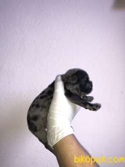 A Kalite Merle Ve Black French Bulldog 3