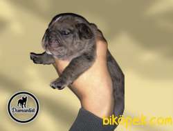 A Kalite Merle Ve Black French Bulldog 1