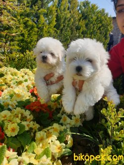 A Kalite Mini Boy Maltese Terrier Çok Sevimli Yavrularım 3