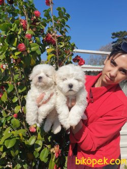 A Kalite Mini Boy Maltese Terrier Çok Sevimli Yavrularım 4