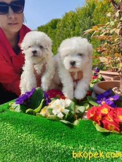 A Kalite Mini Boy Maltese Terrier Çok Sevimli Yavrularım 1