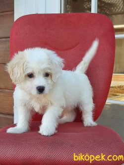 A Kalite Morkie Yavruları 4