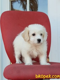 A Kalite Morkie Yavruları 3