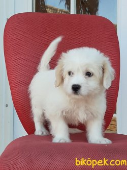 A Kalite Morkie Yavruları 5