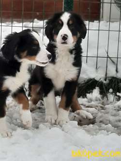 A KALITE MUHTESEM  BERNESE MOUNTAIN DOG 2