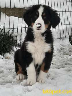 A KALITE MUHTESEM  BERNESE MOUNTAIN DOG 4