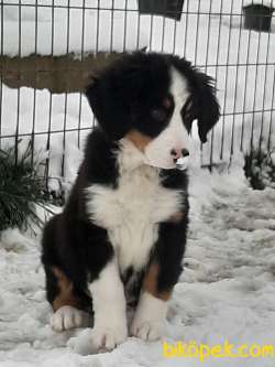 A KALITE MUHTESEM  BERNESE MOUNTAIN DOG 5