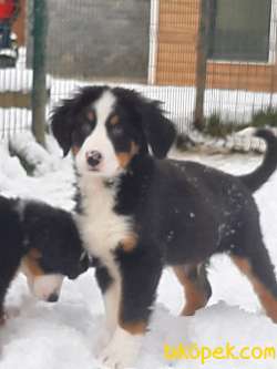 A KALITE MUHTESEM  BERNESE MOUNTAIN DOG 1