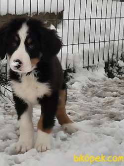 A KALITE MUHTESEM  BERNESE MOUNTAIN DOG 3