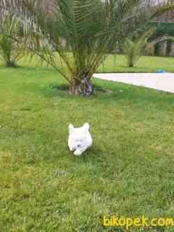 A Kalite Muhteşem Maltese Terrier Yavrulari 5