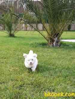 A Kalite Muhteşem Maltese Terrier Yavrulari 1