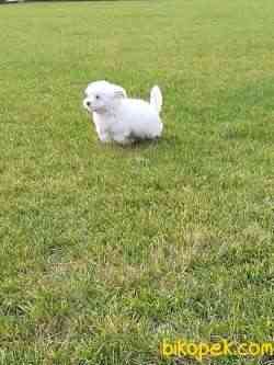 A Kalite Muhteşem Maltese Terrier Yavrulari 4