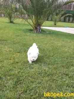 A Kalite Muhteşem Maltese Terrier Yavrulari 3