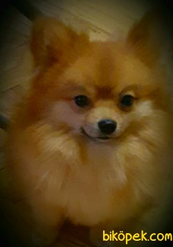 A Kalite Mükemmel Pomeranian Yavrulari 1