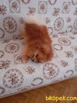 A Kalite Mükemmel Pomeranian Yavrulari 3