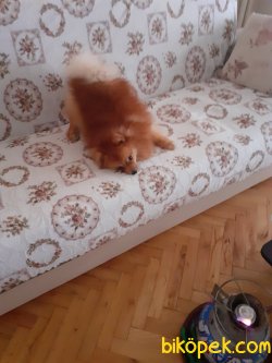 A Kalite Mükemmel Pomeranian Yavrulari 2