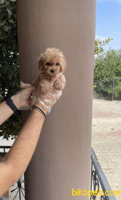 A KALİTE ORİJİNAL IRK GARANTİLİ MALTİPOO BEBEKLER 1