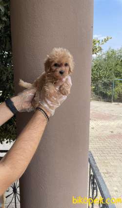 A KALİTE ORİJİNAL IRK GARANTİLİ MALTİPOO BEBEKLER 2