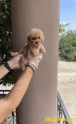 A KALİTE ORİJİNAL IRK GARANTİLİ MALTİPOO BEBEKLER 3