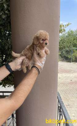 A KALİTE ORİJİNAL IRK GARANTİLİ MALTİPOO BEBEKLER 5