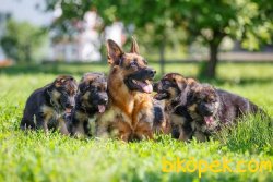 A KALITE ORJINAL ALMAN ÇOBAN YAVRULARI 1