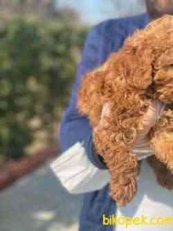 A KALİTE PASAPORTLU 1.SINIF POODLE YAVRULARIMIZ 1