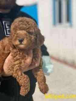 A KALİTE PASAPORTLU 1.SINIF POODLE YAVRULARIMIZ 2