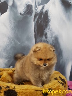 A Kalite  Pomerainan Boo Yavrlarımız 3