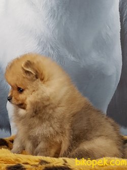 A Kalite  Pomerainan Boo Yavrlarımız 4