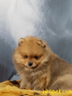 A Kalite  Pomerainan Boo Yavrlarımız 1