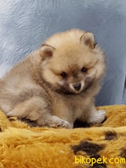 A Kalite  Pomerainan Boo Yavrlarımız 2