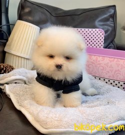 A KALİTE POMERANİAN BOO YAVRULAR 1