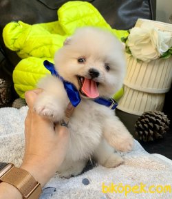 A KALİTE POMERANİAN BOO YAVRULAR 2