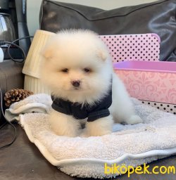 A KALİTE POMERANİAN BOO YAVRULAR 4