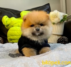 A KALİTE POMERANİAN BOO YAVRULAR 5