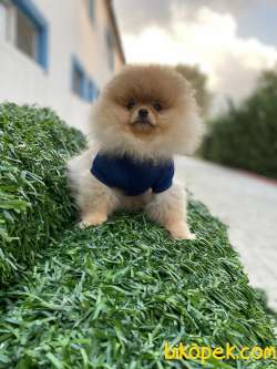 A KALİTE POMERANİAN BOO YAVRULAR 1