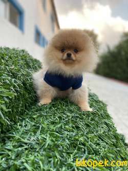 A KALİTE POMERANİAN BOO YAVRULAR 2