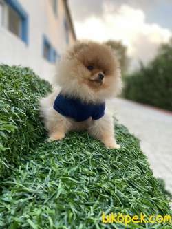 A KALİTE POMERANİAN BOO YAVRULAR 3