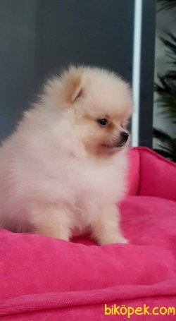 A KALİTE POMERANİAN BOO YAVRULARI 3