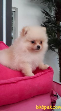 A KALITE POMERANİAN BOO YAVRULARI 3