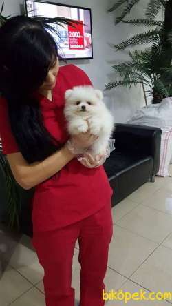 A KALİTE POMERANİAN BOO YAVRULARI 3