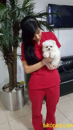 A KALİTE POMERANİAN BOO YAVRULARI 1