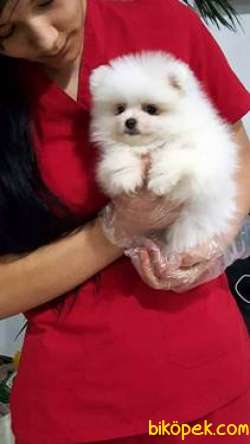 A KALİTE POMERANİAN BOO YAVRULARI 2