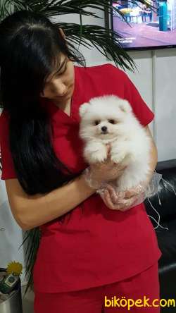 A KALİTE POMERANİAN BOO YAVRULARI 4