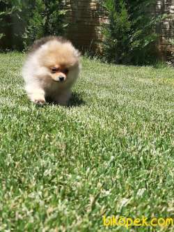 A KALİTE POMERANİAN BOO YAVRULARI 4