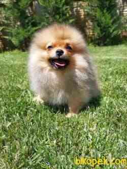 A KALITE POMERANİAN BOO YAVRULARI 4