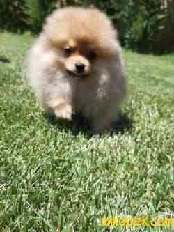 A KALITE POMERANİAN BOO YAVRULARI 1