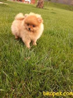 A KALİTE  POMERANİAN BOO YAVRULARI 5